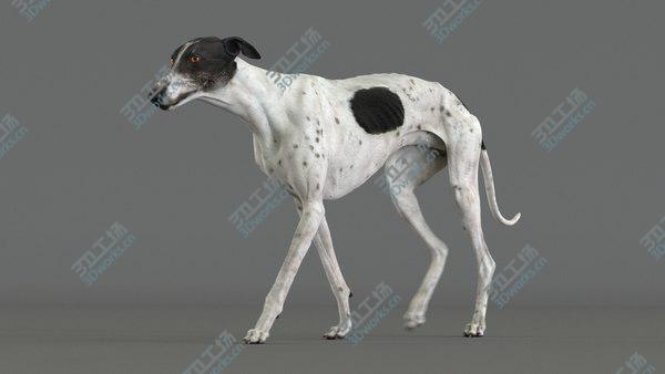 images/goods_img/20210312/3D model Greyhound 4 Animated/5.jpg